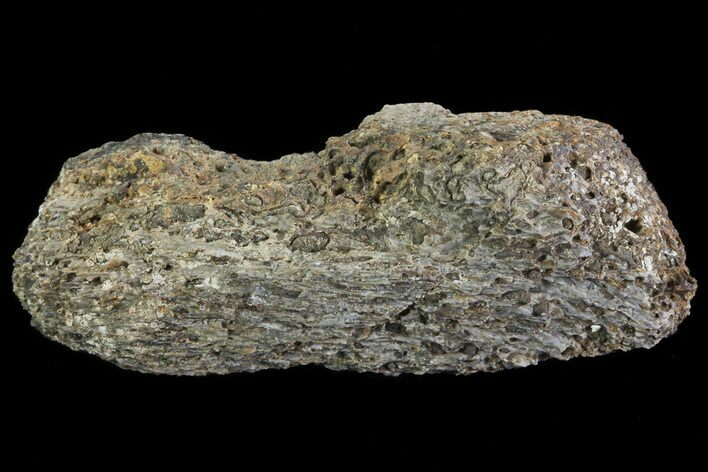 Achelousaurus Bone Fragment - Montana #71299